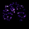 Arvora logo